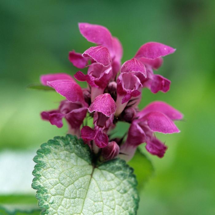 Lamium maculatum 'Beacon Silver' (Dead Nettle)