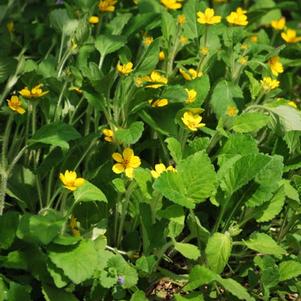 Chrysogonum virginianum 'Superstar' (Green and Gold), yellow flowers