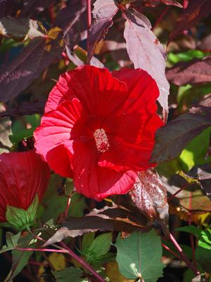 Hibiscus x 'Midnight Marvel' (Hardy Hibiscus)