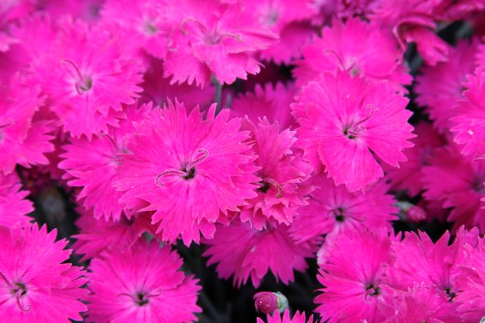 Dianthus x 'Neon Star' (Garden Pinks), pink flowers