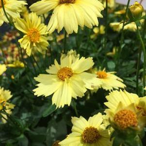 Coreopsis grandiflora Solanna™Glow (Tickseed), yellow flowers