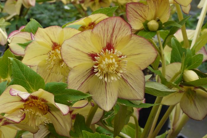 Helleborus x hybridus Winter Jewels® 'Apricot Blush'