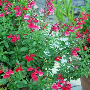 Autumn Sage (Salvia greggii Arctic Blaze® Red), red flowers