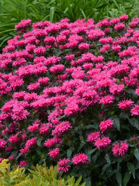 Monarda x 'Bubblegum Blast' (Sugar Buzz® Bee Balm)