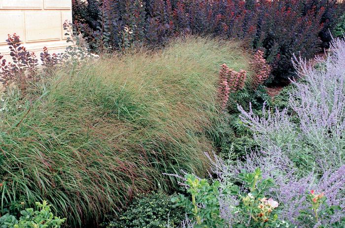 Red Switchgrass (Panicum virgatum 'Rotstrahlbusch')