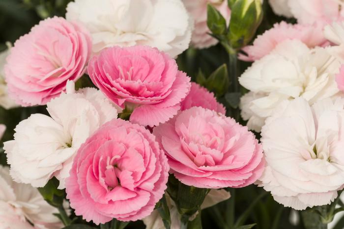 Dianthus Constant Cadence® Peach Milk (Garden Pinks), pink and white flowers