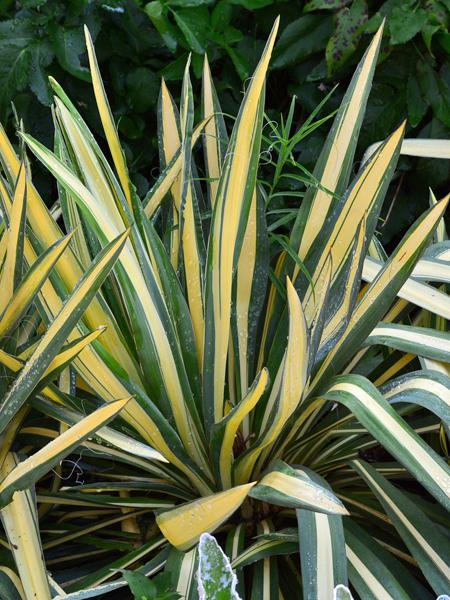 Yucca filamentosa 'Color Guard' (Vareigated Adam's Needle)