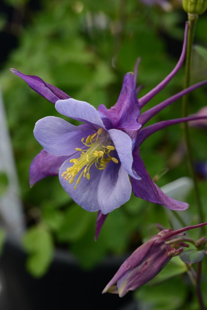 Aquilegia Earlybird™Purple Blue (Columbine) perennial, purple flowers