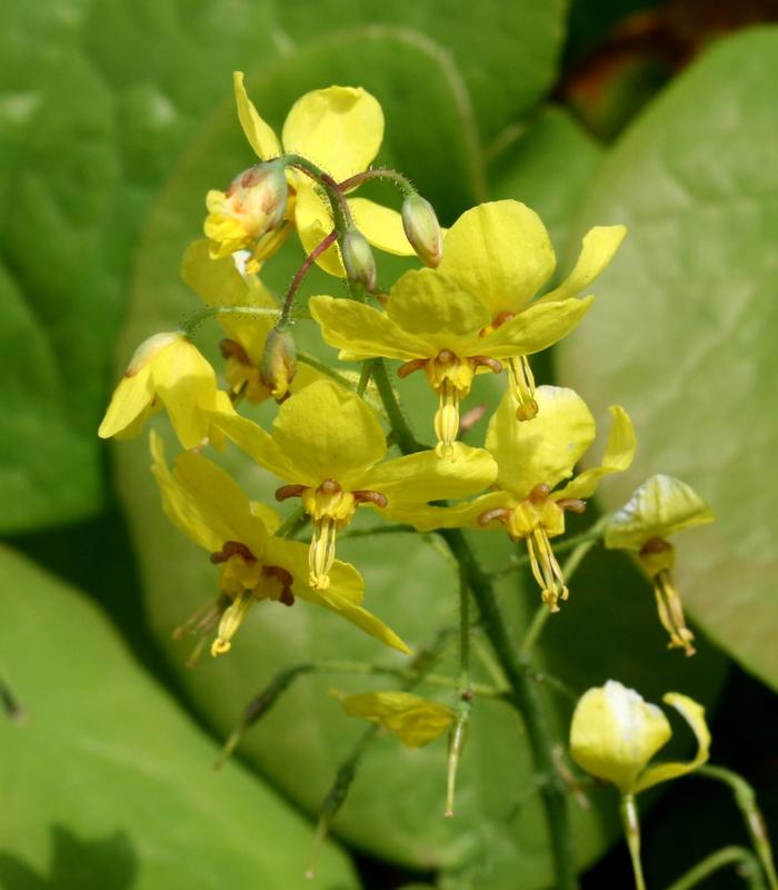 Epimedium x perralchium 'Frohnleiten'