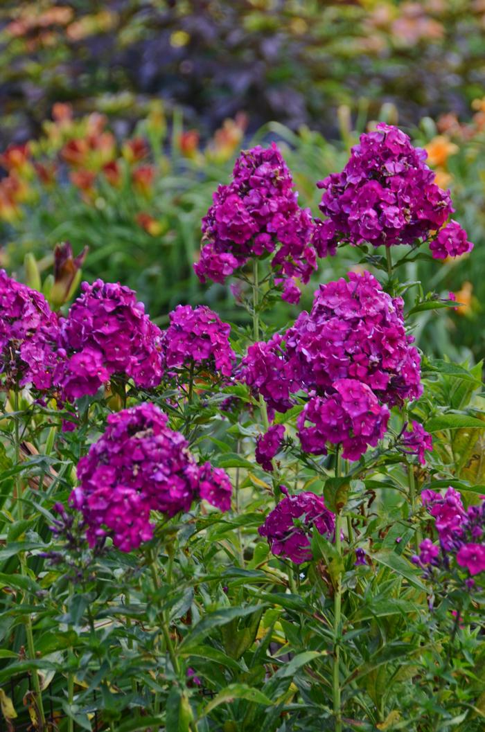 Phlox paniculata 'Nicky' (Summer Phlox)