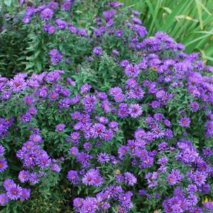 Aster novae-angliae 'Purple Dome' (New England Aster) perennial, purple flowers