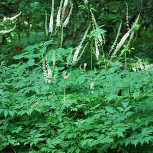 Snakeroot (Actaea racemosa)