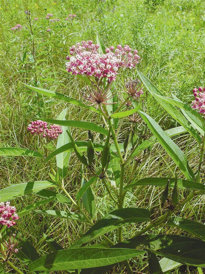 Swamp Milkweed (Asclepias incarnata)
