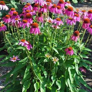 Echinacea x purpurea 'PowWow Wild Berry' (Coneflower), purple flowers