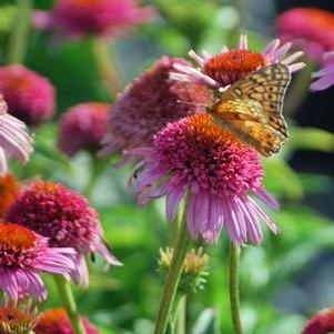 Echinacea x purpurea 'Butterfly Kisses' (Coneflower)