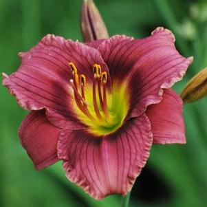 Hemerocallis 'Purple de Oro' (Daylily)