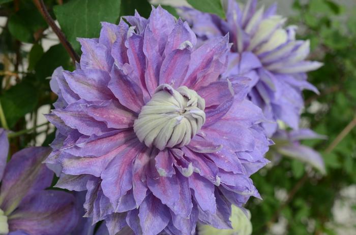 Clematis Diamantina™ (Hybrid Clematis), purple flowers