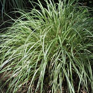 Variegated Japanese Sedge (Carex oshimensis 'Evergold')