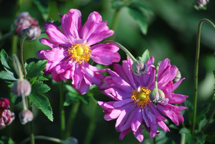 Anemone x hybrida 'Pamina' (Windflower) perennial