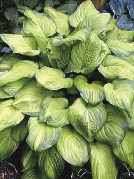 Hosta x 'Guacamole' (Plantain Lily)