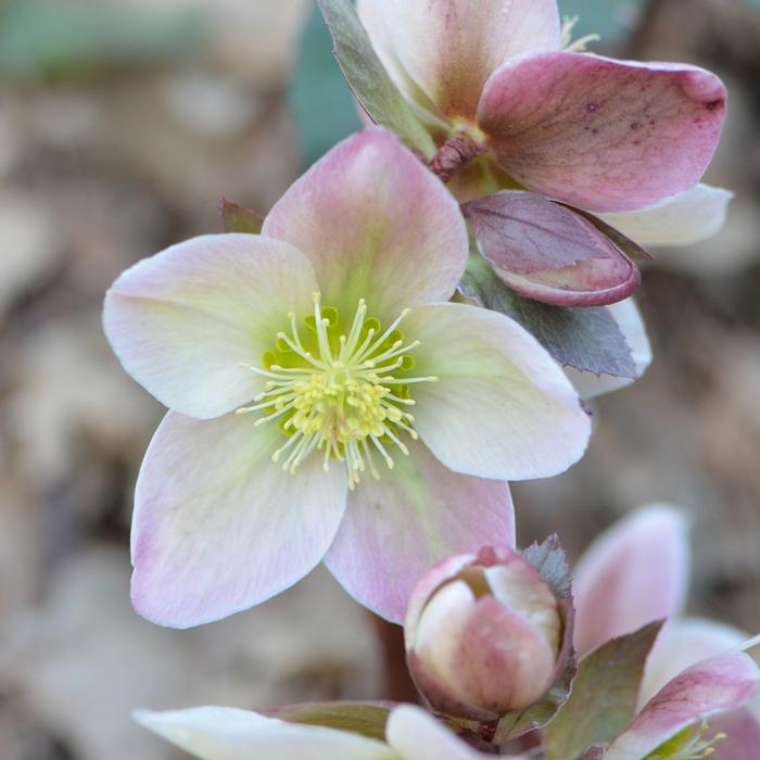 Helleborus x 'Ivory Prince' (Lenten Rose)