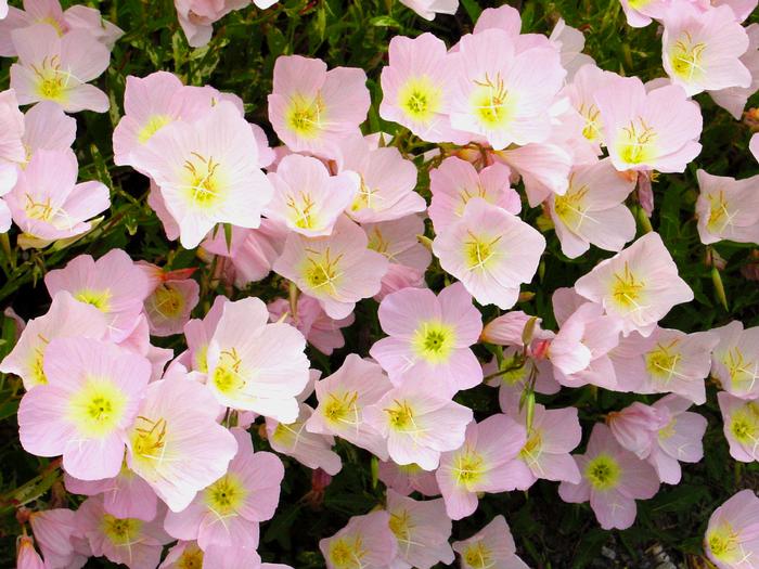 Evening Primrose (Oenothera speciosa 'Siskiyou')