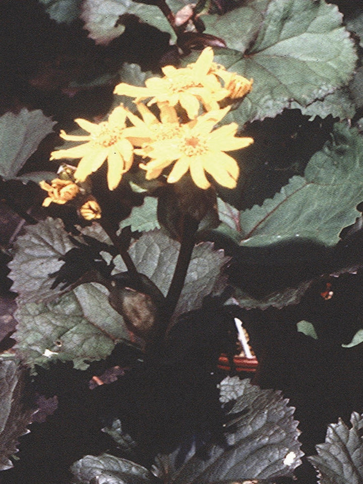 Ligularia dentata 'Desdemona' (Ligularia)