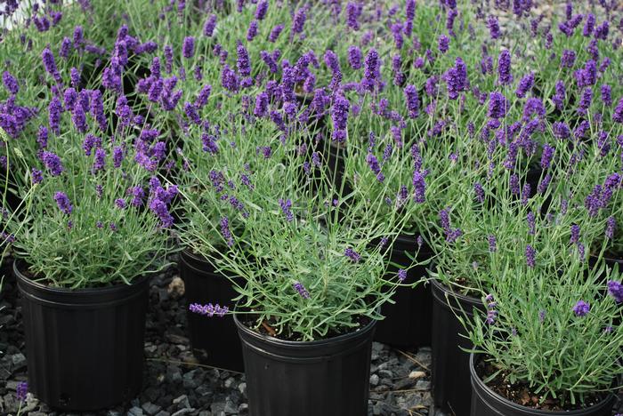 Lavandula angustifolia 'Hidcote' (English Lavender)