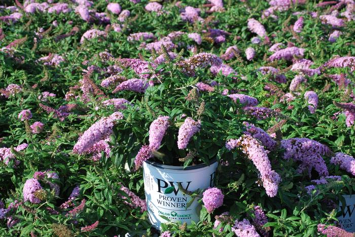 Buddleia Pugster Pink® (Butterfly Bush), pink flowers