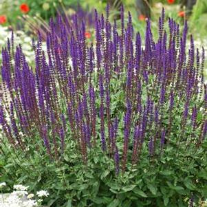 Salvia nemorosa 'Caradonna' (Sage)