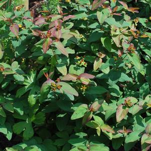 Hypericum androsaemum 'Albury Purple' (St. John's Wort)