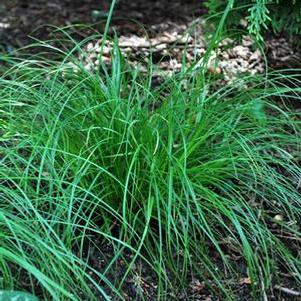 Pennsylvania Sedge (Carex pensylvanica)