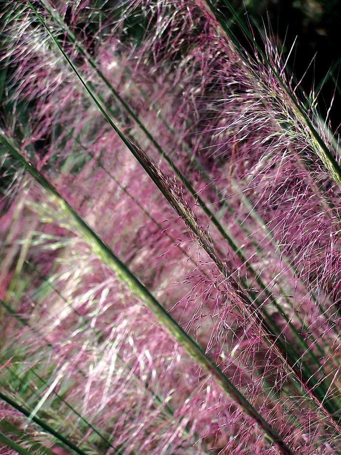 Pink Muhly Grass (Muhlenbergia capillaris)