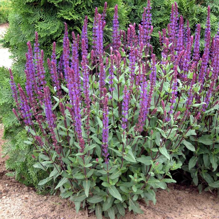 Salvia nemorosa 'Caradonna' (Sage)