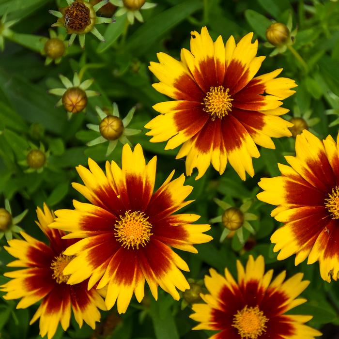Coreopsis Uptick™Gold & Bronze (Tickseed), yellow and red flowers