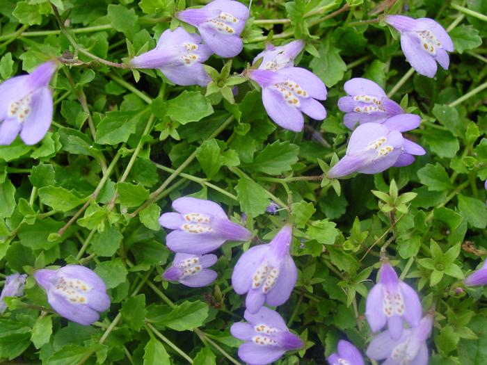 Creeping Blue Mazus (Mazus reptans), purple flowers