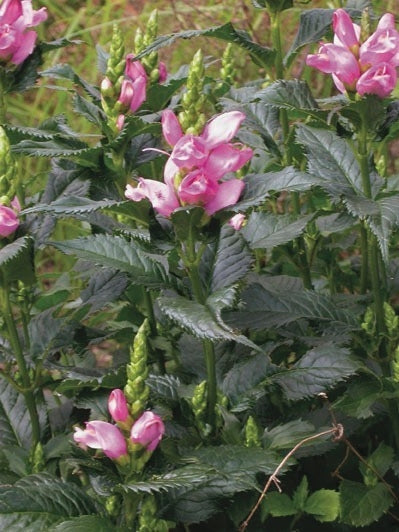 Pink Turtlehead (Chelone lyonii 'Hot Lips')