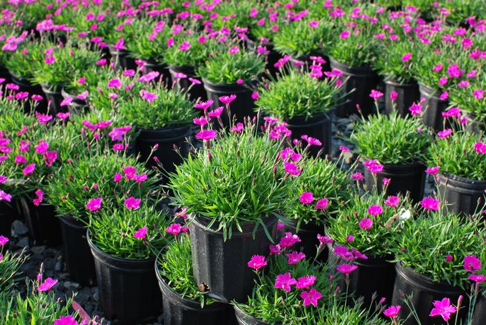 Dianthus x 'Kahori' (Garden Pinks), pink flowers