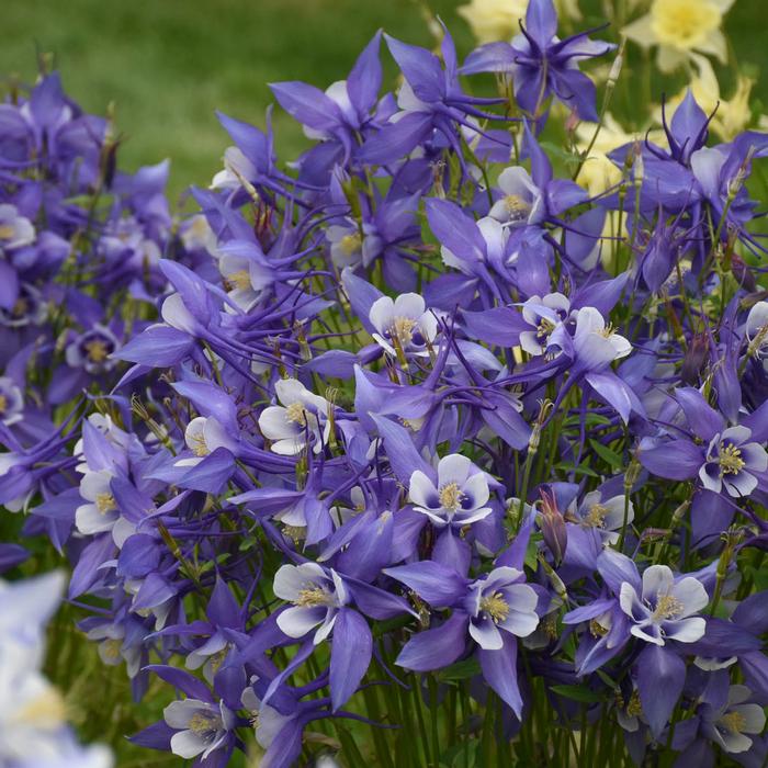 Aquilegia Kirigami™Deep Blue & White (Columbine) perennial, purple flowers