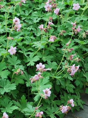 Geranium macrorrhizum 'Ingwersen's Variety' (Bigroot Geranium)