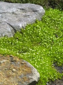 Scotch Moss (Sagina subulata 'Aurea')