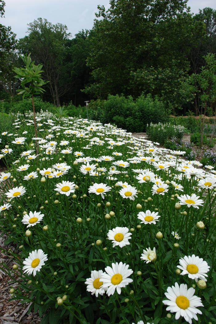 Leucanthemum x 'Becky' (Shasta Daisy)