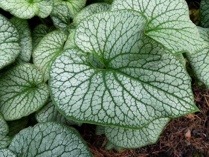 Brunnera macrophylla 'Alexander's Great' (Siberian Bugloss)