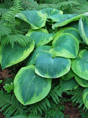 Hosta sieboldiana 'Frances Williams' (Plantain Lily)