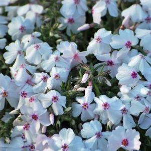 Phlox subulata 'Amazing Grace' (Moss Pinks)