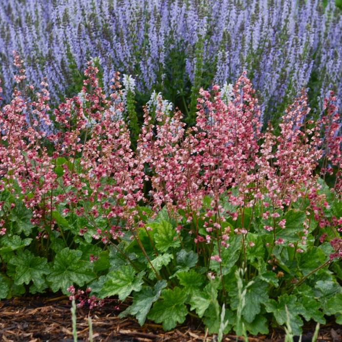 Heuchera x villosa 'Berry Timeless' (Coral Bells)