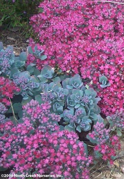 Sedum cauticola 'Lidakense' (Stonecrop)