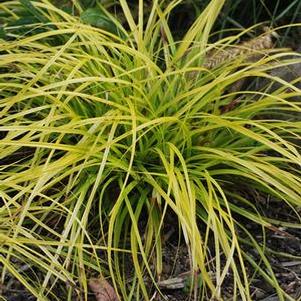 Carex oshimensis Evercolor® Everillo (Sedge)