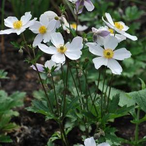 Anemone x Wild Swan™ (Windflower) perennial