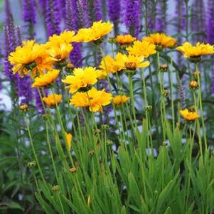 Coreopsis grandiflora 'Early Sunrise' (Tickseed), yellow flowers